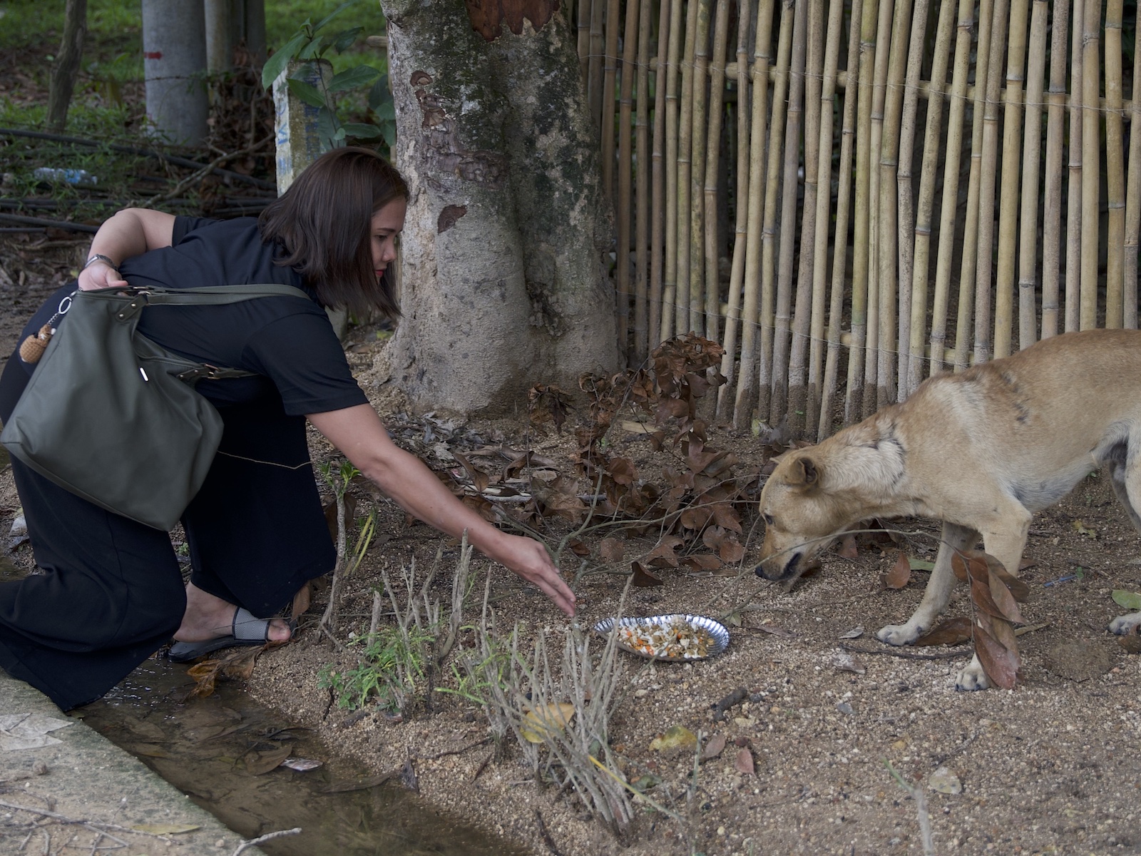 Stray Feeding Program